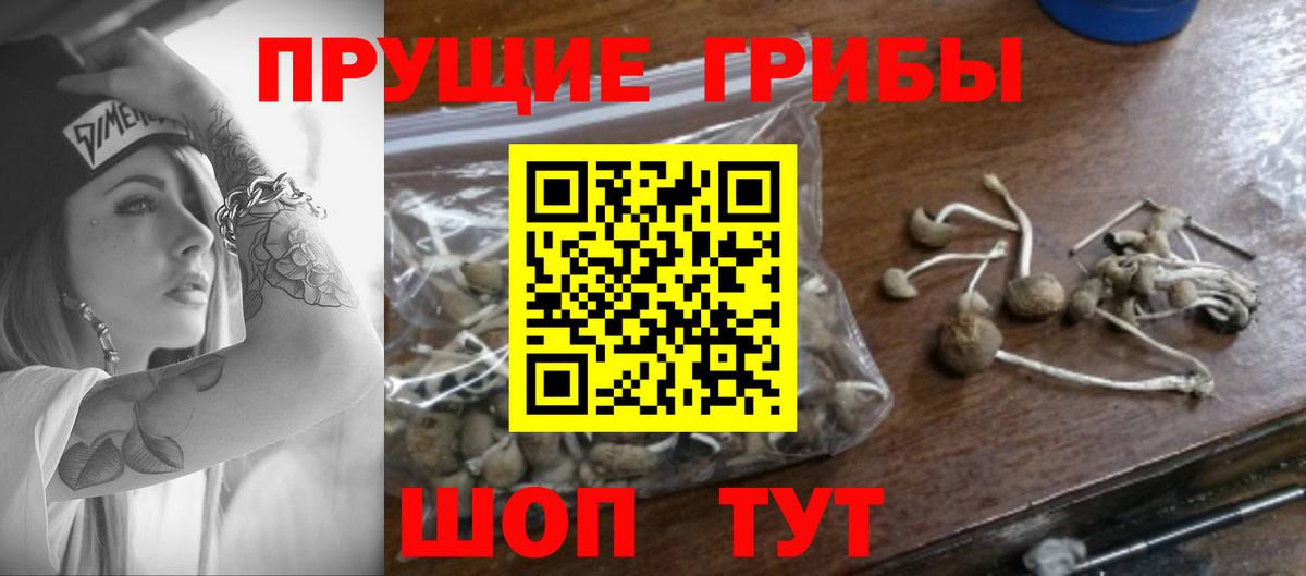 Псилоцибиновые грибы Psilocybe  Вход с VPN  как найти наркотики  Гатчина  Псилоцибиновые грибы Cubensis 